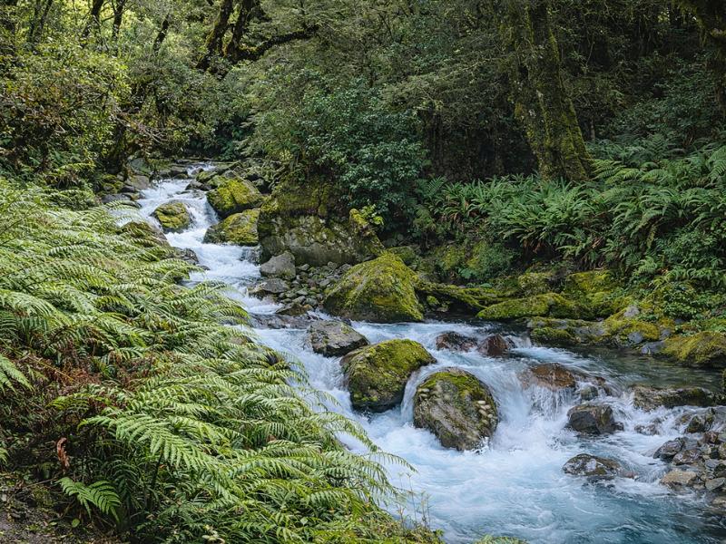 Full-Day Milford Sound Tour from Te Anau with Cruise & Walks