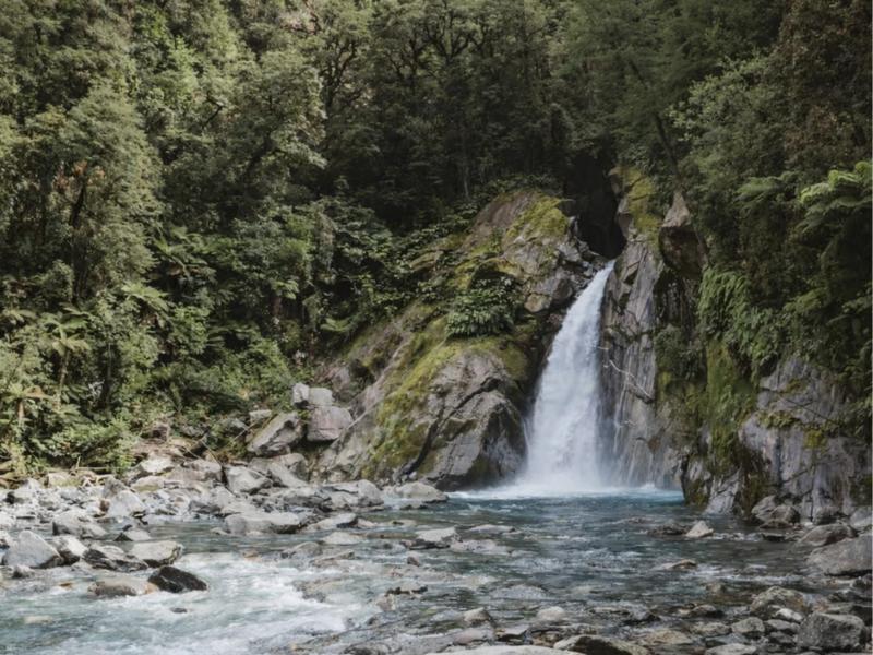 Milford Sound Nature Cruise & Milford Track Guided Walk
