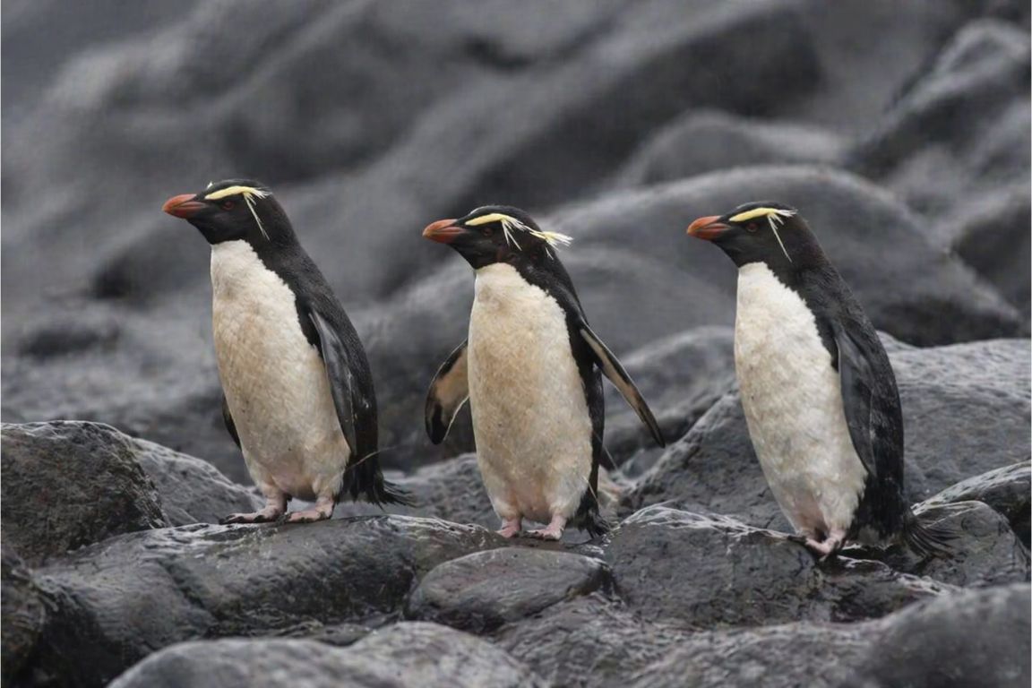 Three Fiordland crested penguins standing on coastal rocks during a Milford Sound wildlife tour with New Zealand Milford Sound Tours