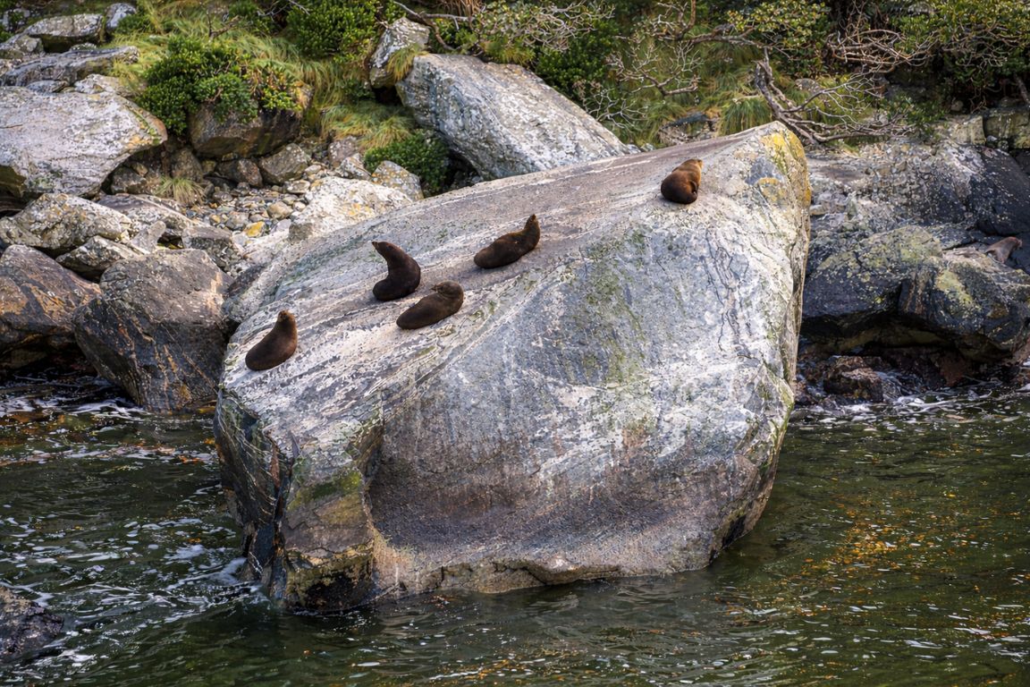 Fur seals resting on Seal Rock in Milford Sound surrounded by clear water and rugged shoreline, seen during a wildlife cruise with New Zealand Milford Sound Tours